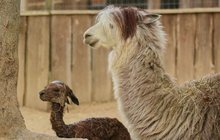 Mládě lamy alpaky v Zooparku Zájezd: Narodila se příšerka