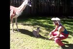 Lama brání svoje čerstvě narozené mládě.