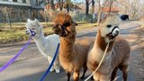 Procházka s lamou, adopce želvy nebo venčení krávy? Darujte zážitek a udělejte zároveň dobrý skutek!