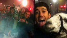 Divoký Halloween: Opilci jezdili v tramvaji s lamou z cirkusu