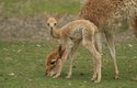 Mládě vikuni už hodinu po porodu následovalo svou matku