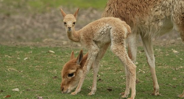 Jak vytunit vikuně: První mládě divoké lamy se narodilo v Ostravě