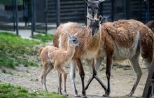 Nové lamátko v Zoo Praha: Chytit balanc a jde se