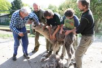 Zoo v Ústí nad Labem: Letní sestřih pro lamy