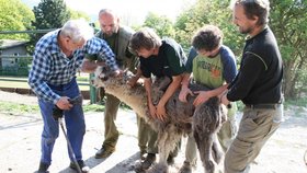 Zoo v Ústí nad Labem: Letní sestřih pro lamy