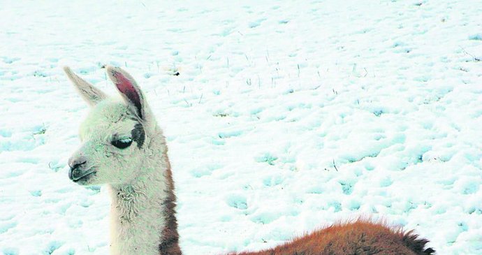 Malá lama je ze sněhové nadílky nadšená
