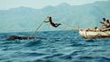 Lamalera je tradiční velrybářská osada a má od indonéské vlády výjimku: staletími vydržené právo k lovu velryb.