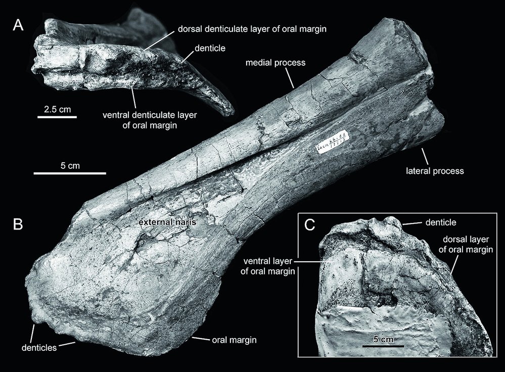 Blízce příbuzný rod Magnapaulia měřil na délku asi 12,5 metru