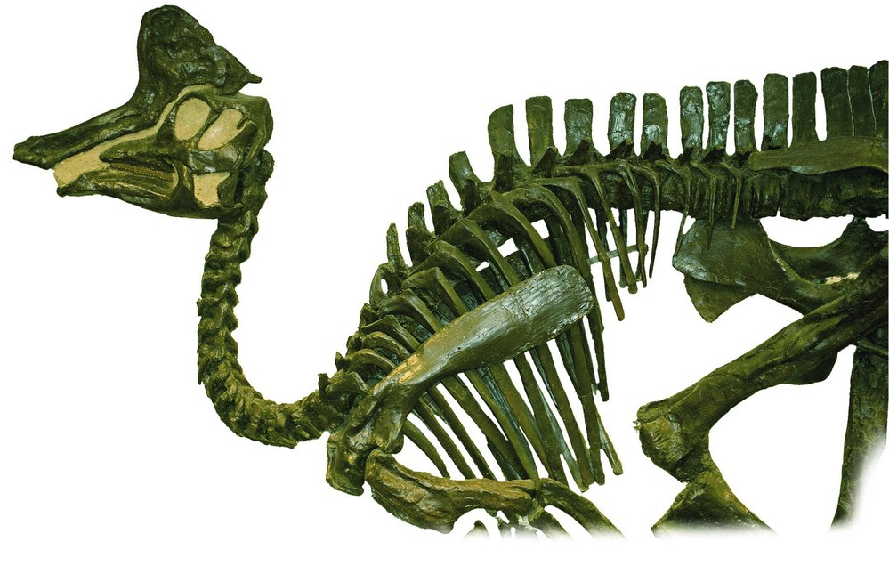 Tvar lebečního hřebene lambeosaura je charakteristický