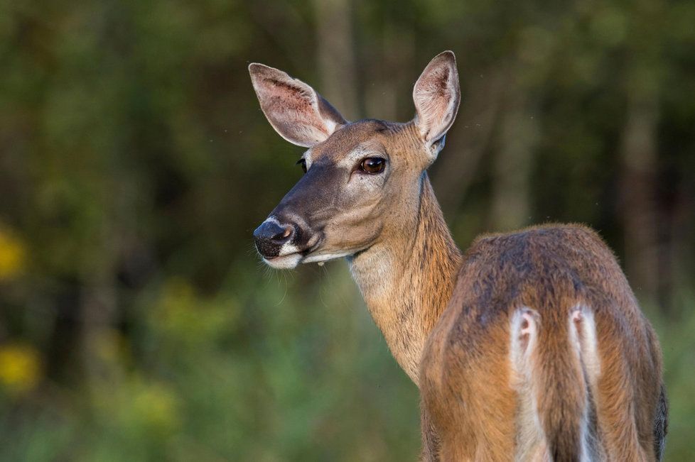 Oblíbený lov jelenů trvá ve Wisconsinu jen pár dní.