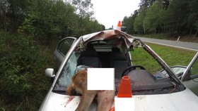 Brutální srážka s laní na Prachaticku: Řidič má těžká zranění, auto je na odpis