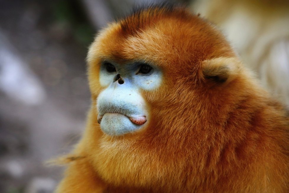 Langur čínský, neboli „zlatá opice“.