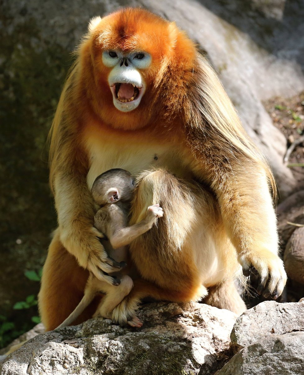 Langur čínský byl dlouho považován za mýtus a bájné zvíře.