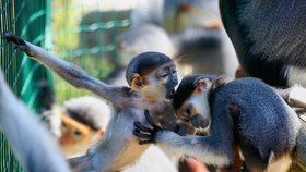 Miminka nejkrásnějších opic světa dostala unikátní jména: V Zoo Chleby pokřtili languří kluky