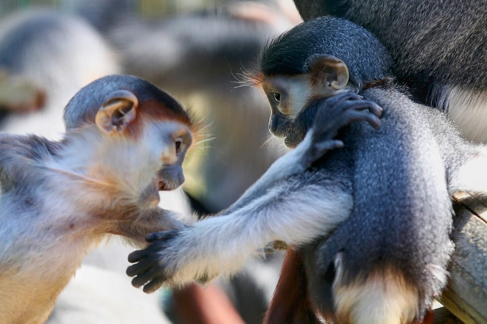 Languři ze Zoo Chleby.