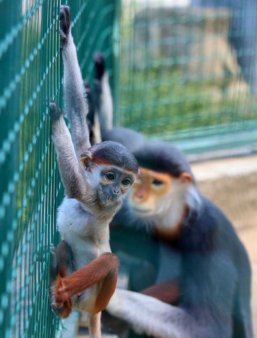 Languři ze Zoo Chleby.