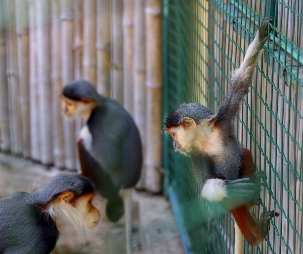 Languři ze Zoo Chleby.