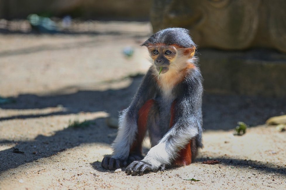 Languři ze Zoo Chleby.