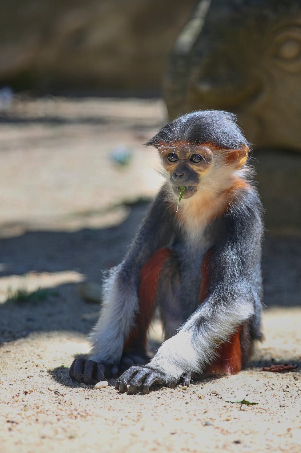 Languři ze Zoo Chleby.