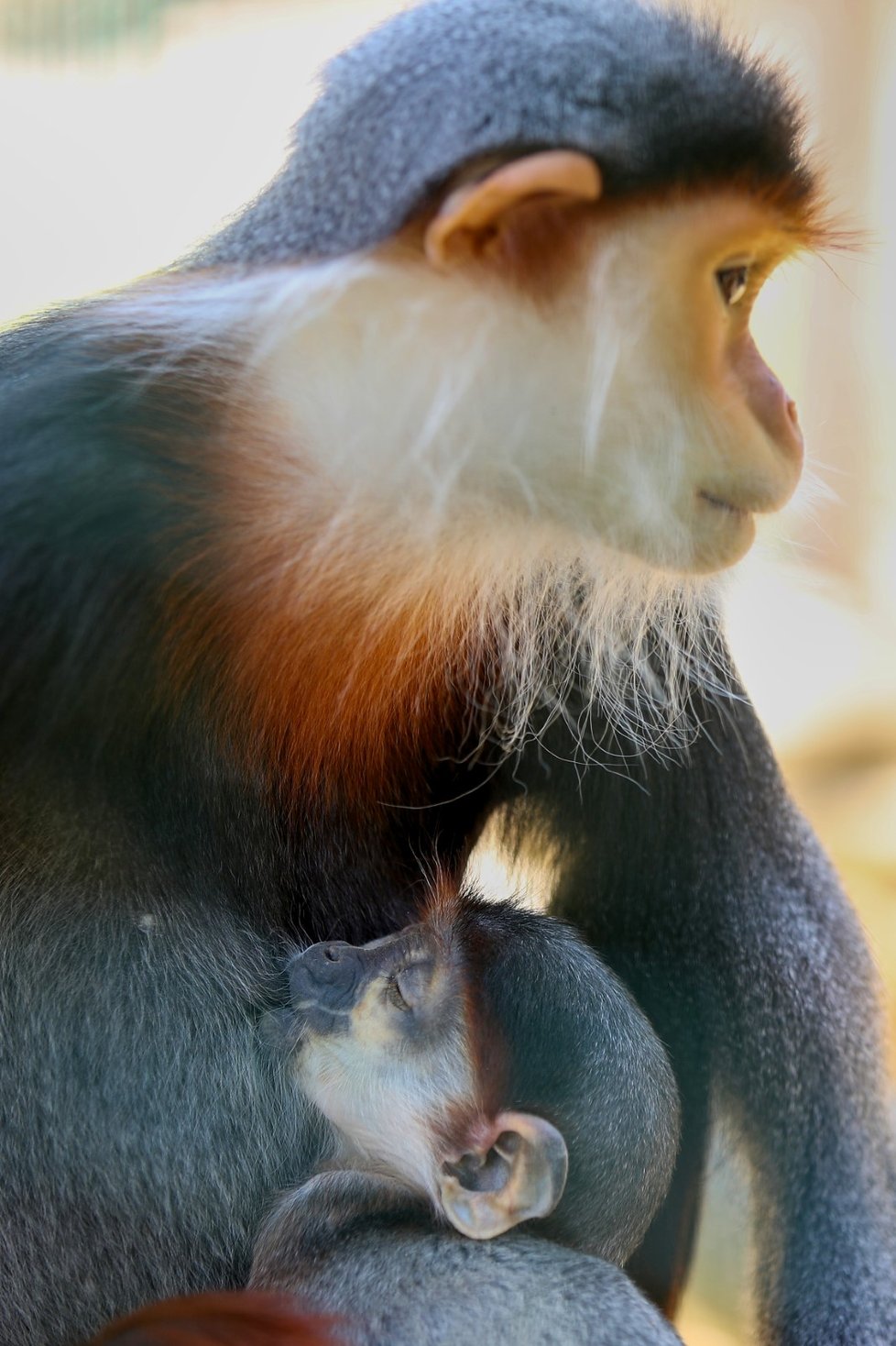 Languři ze Zoo Chleby.