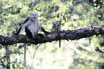 Ostravskou zoo se poběží pro dobrou věc: Na podporu záchranného programu langurů indočínských.
