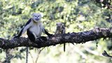Langury lidstvo skoro vyhubilo: Teď se na jejich podporu poběží ostravskou zoo
