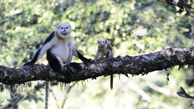 Ostravskou zoo se poběží pro dobrou věc: Na podporu záchranného programu langurů indočínských.