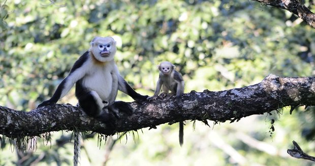 Ostravskou zoo se poběží pro dobrou věc: Na podporu záchranného programu langurů indočínských.