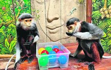 Dvě samice nejkrásnějších opic světa si hrají na Popelky!