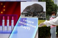 Nový virus z Číny přenáší hlodavci, poškozuje ledviny a játra: Může se objevit i v Česku?