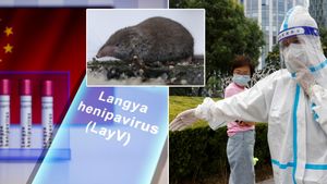 Nový virus z Číny přenáší hlodavci, poškozuje ledviny a játra: Může se objevit i v Česku?