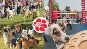 Na Moravském psím dnu v Lanžhotě budou čipovat psy zdarma