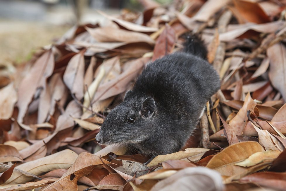 Koronavirus vzbuzuje agresivitu v amerických městských krysách, mají hlad.