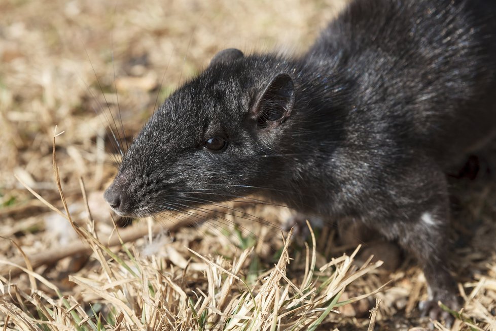 Koronavirus vzbuzuje agresivitu v amerických městských krysách, mají hlad.
