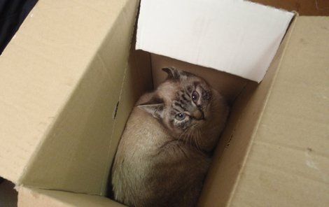 Lapené kočky vrhaly z krabic naštvané pohledy.
