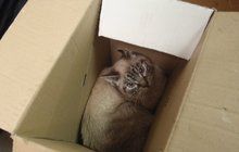 13 koček obsadilo byt: Novému majiteli odmítly ustoupit a bojovaly!