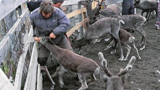 Severské rodeo: Počítání a značkování sobů je pro Laponce významnou událostí
