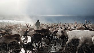 Laponci, poslední nomádi Evropy. Hrozí těmto kovbojům odlehlého severu zánik?