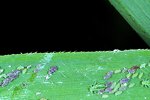 Larva pestřenky v kolonii mšic.