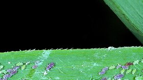 Larva pestřenky v kolonii mšic.
