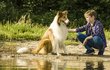 Lassie se vrací do kin v novém zpracování původního příběhu