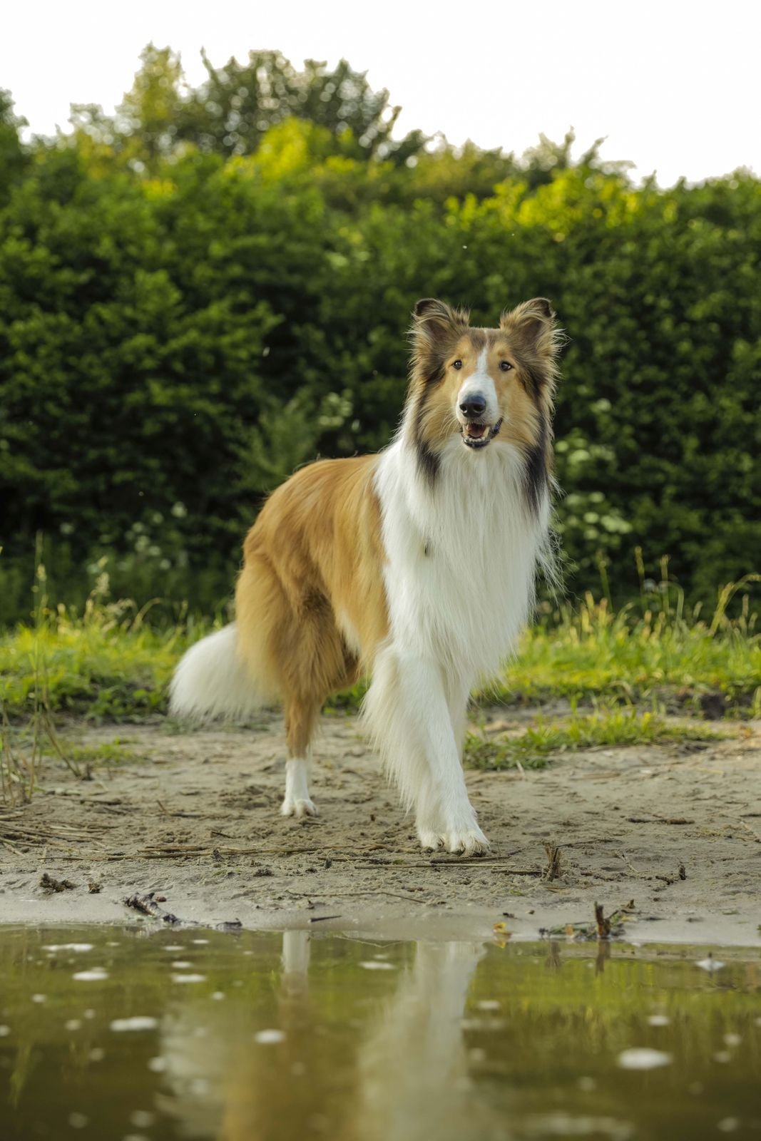 Lassie se vrací do kin v novém zpracování původního příběhu