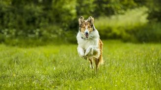 Lassie se vrací a procestovala celou Šumavu. Filmaři využili krás české přírody