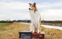 Lassie se vracií: Nový film s nesmrtelným psem