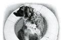 Skutečná Lassie, hrdinka první světové války