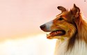 Lassie se vracií: Nový film s nesmrtelným psem