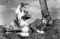 Filmová Lassie z roku 1943