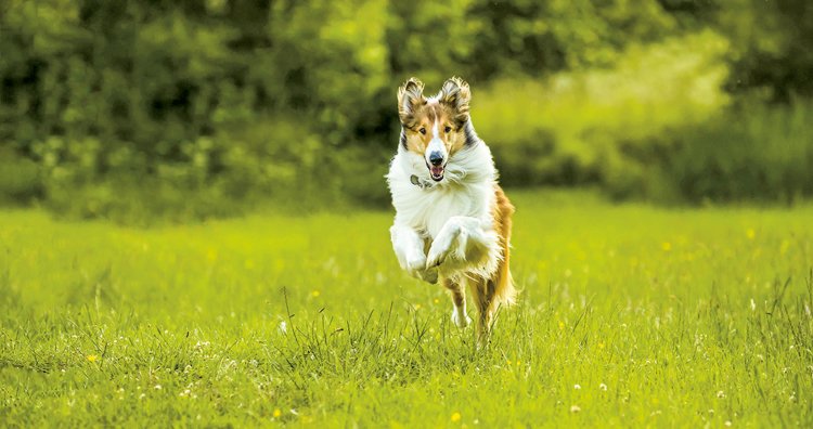 Lassie se vracií: Nový film s nesmrtelným psem