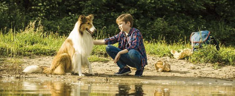 Lassie se vracií: Nový film s nesmrtelným psem