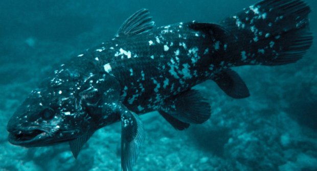 Věrné ryby: Soukromý život latimérií